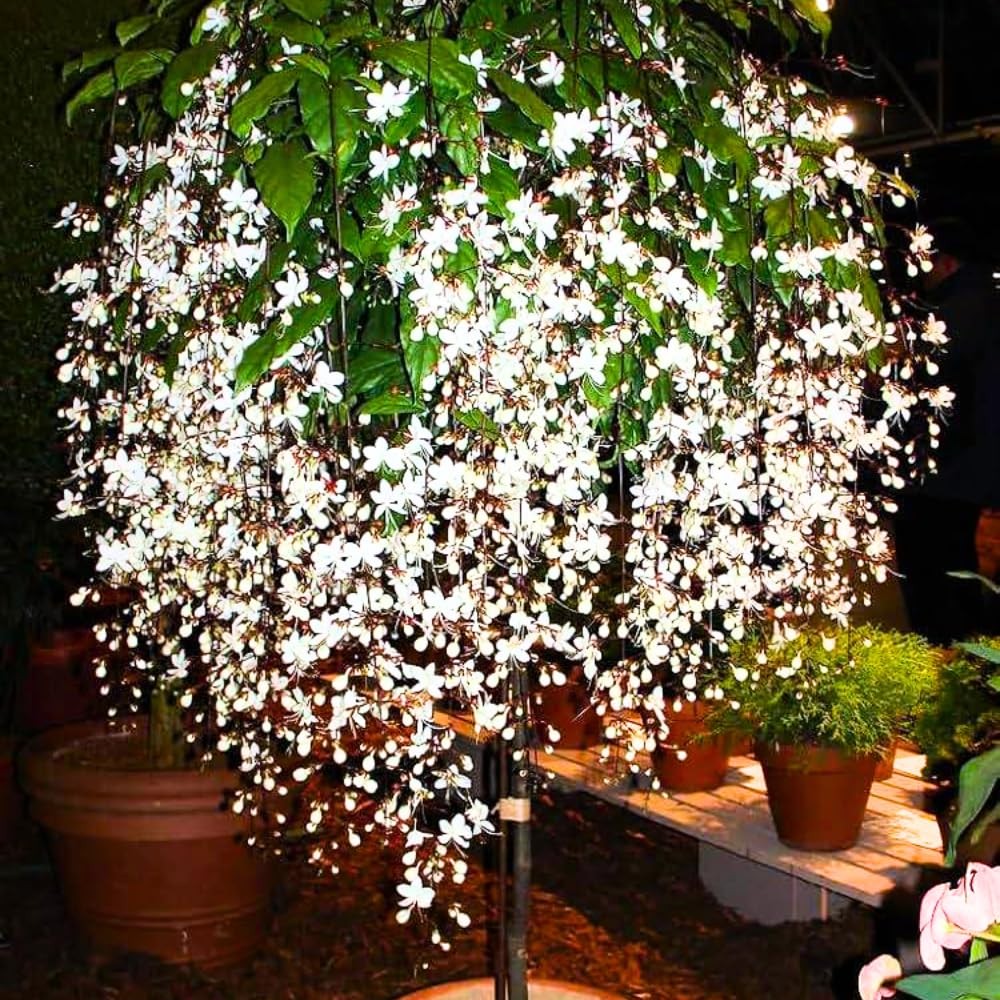 3 Mixed Bleeding Heart Clerodendrum Plants Live 5-10 Inch Tall