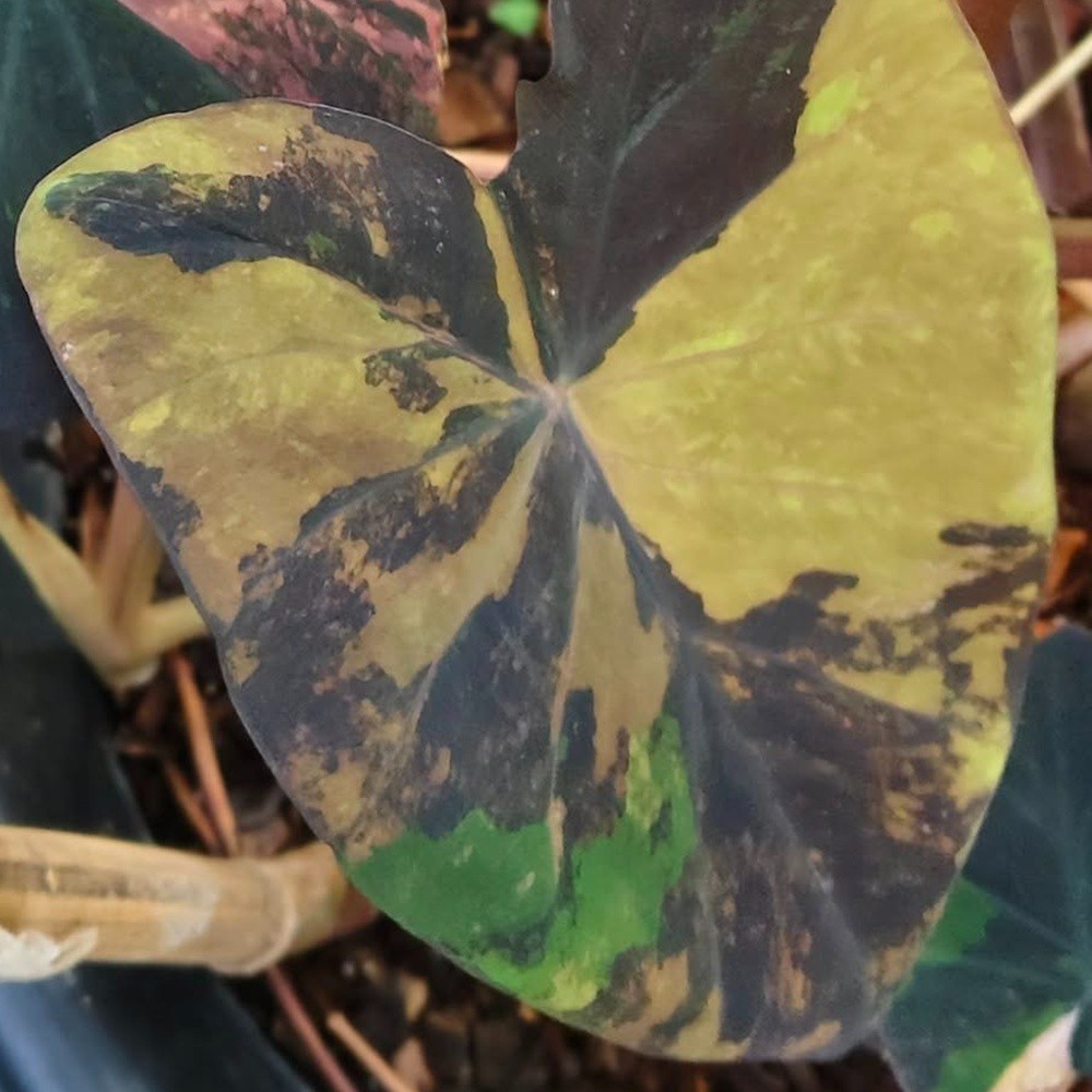 Colocasia Variegated Bulb Elephant Ear Episode One Tuber New Hybrid RARE