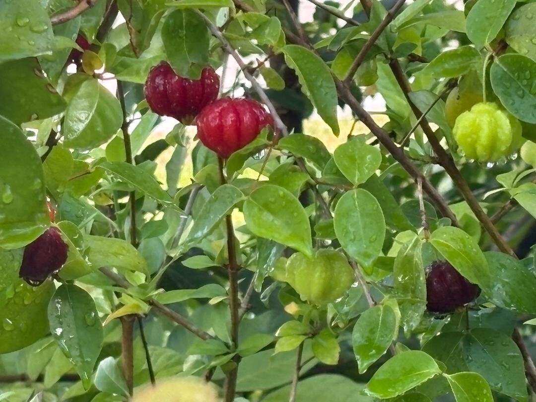 2 MO DOUBLE SURINAM CHERRY BLACK (EUGENIA UNIFLORA) LOLITA CULTIVAR (NOT GRAFT)