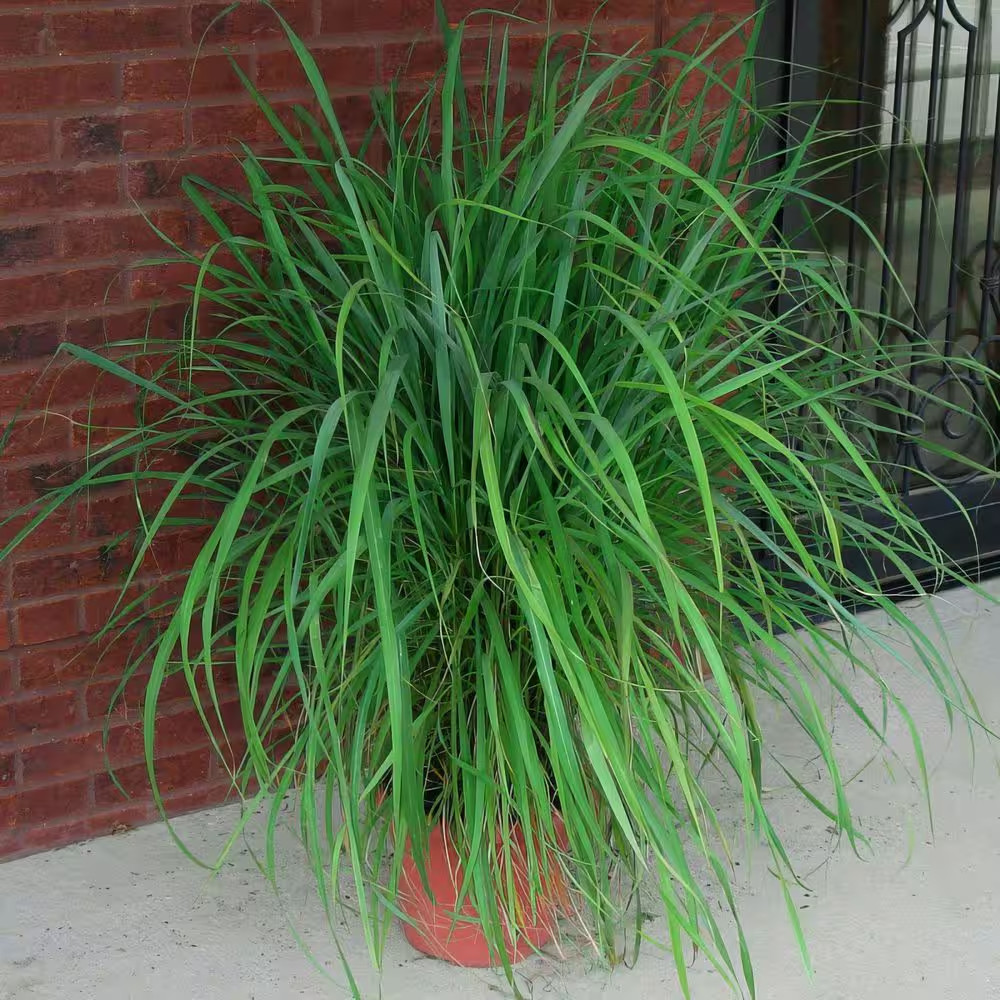 1 Gal. Lemongrass Plant
