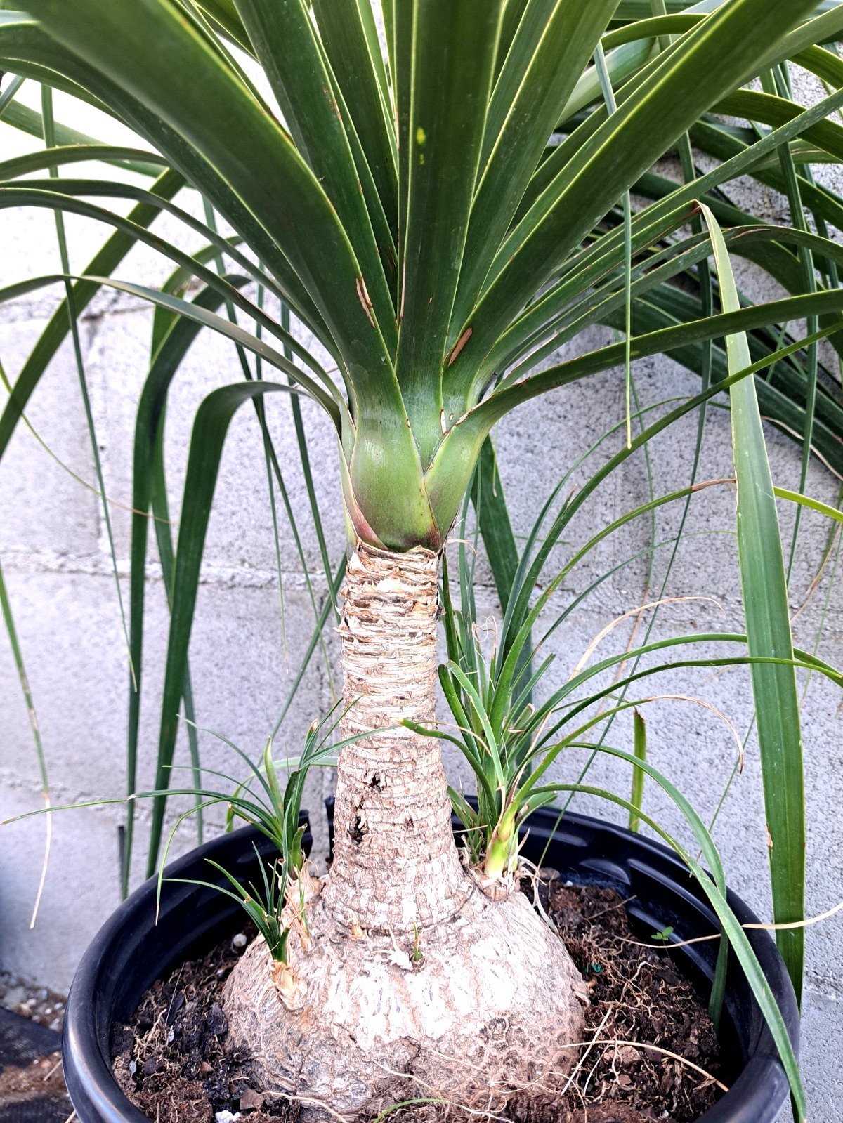 Beaucarnea Recurvata Ponytail Palm Tree Plant 22×25 Caudiciform XXXL #2