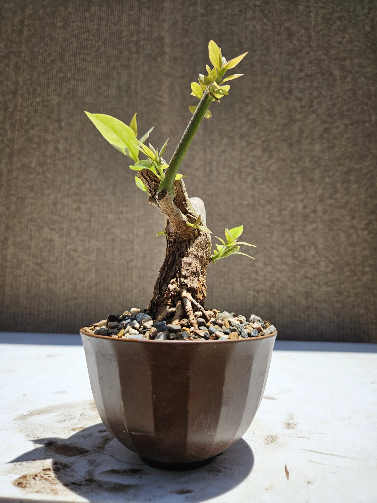 Bougainvillea Purple Bonsai Tree,,, SALE