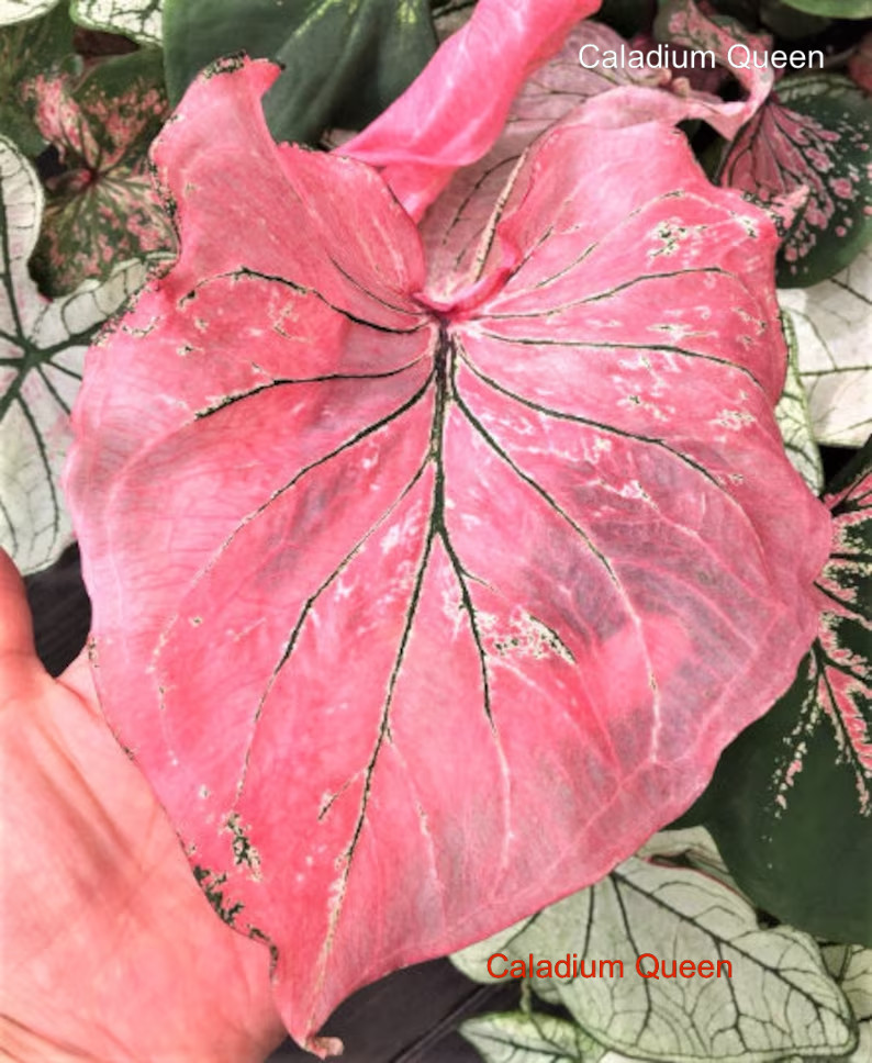 Caladium ”Pink Symphony” Size#2(2 bulbs) (You get 2 bulbs)