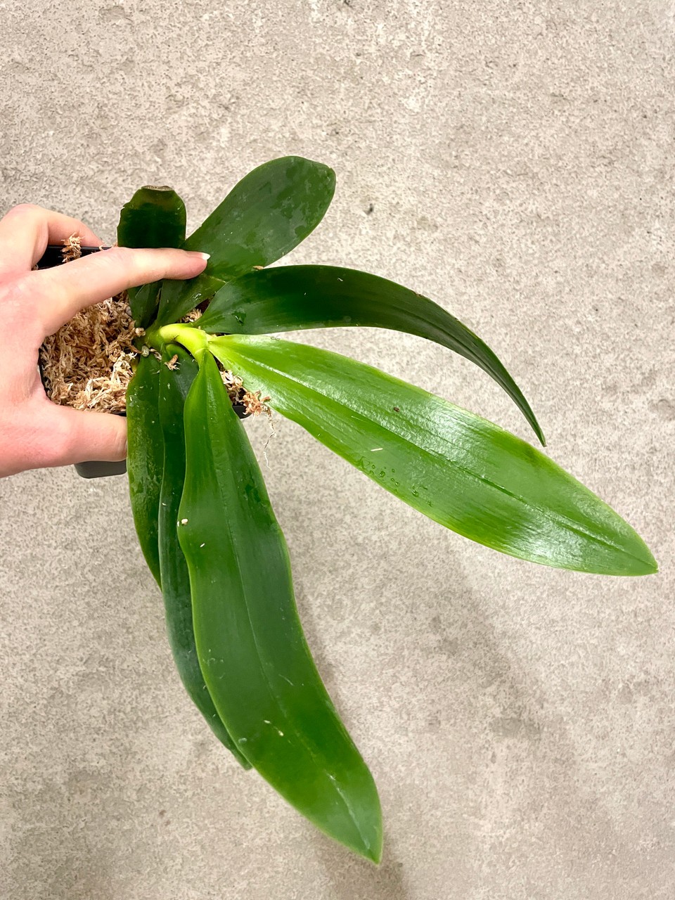 Phalaenopsis tetraspis f. alba | SapphireChild Orchids
