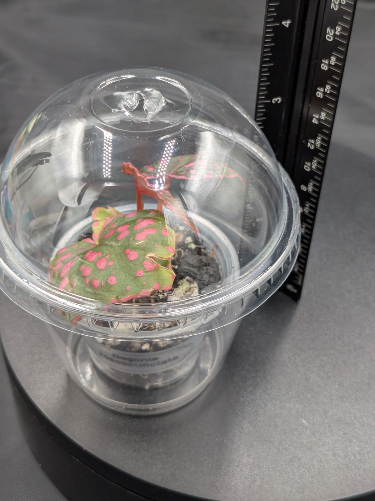 🦄Begonia Sp. Roseopunctata- SMALL, lightly Rooted- Terrarium, High Humidity