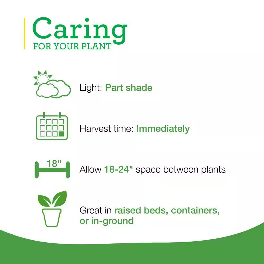 19 oz. Spearmint Herb Plant (2-Pack)
