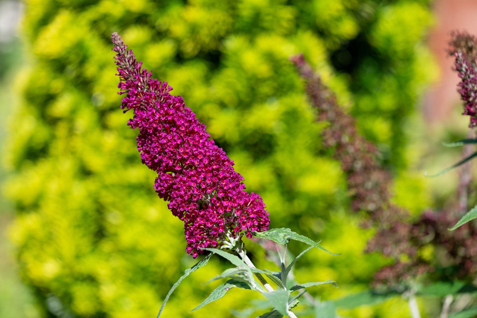 100 MIXED COLORS BUTTERFLY BUSH Buddleia Davidii Flower Seeds *Flat S/H