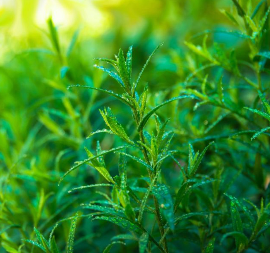 2 Live French Tarragon Herb Plugs – 2–5″Tall – Aromatic, Culinary & Easy to Grow