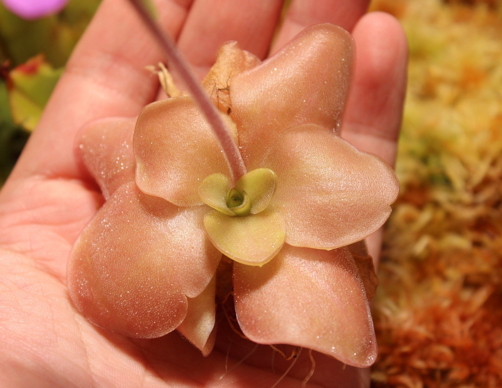 Pinguicula “Guatemala” LARGE flowering adult plant