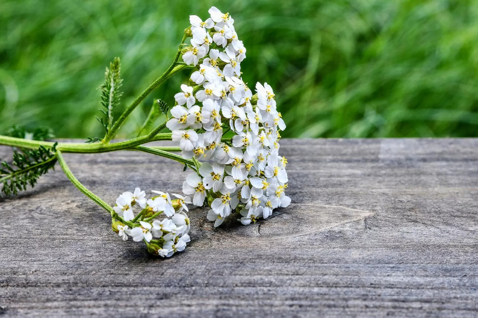 1000+ Yarrow Seeds – Perennial White Flower | Heirloom Wildflower Medicinal Herb