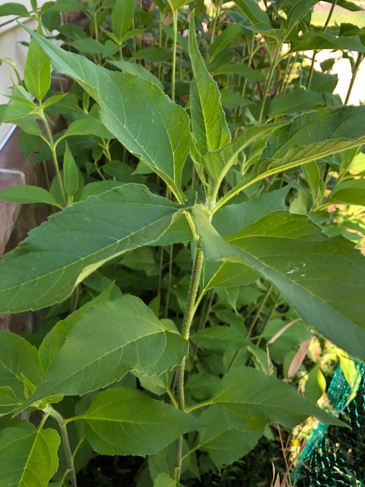 Jerusalem Artichokes-3 SproutingTubers for Planting, Tall Plant with Big Yields
