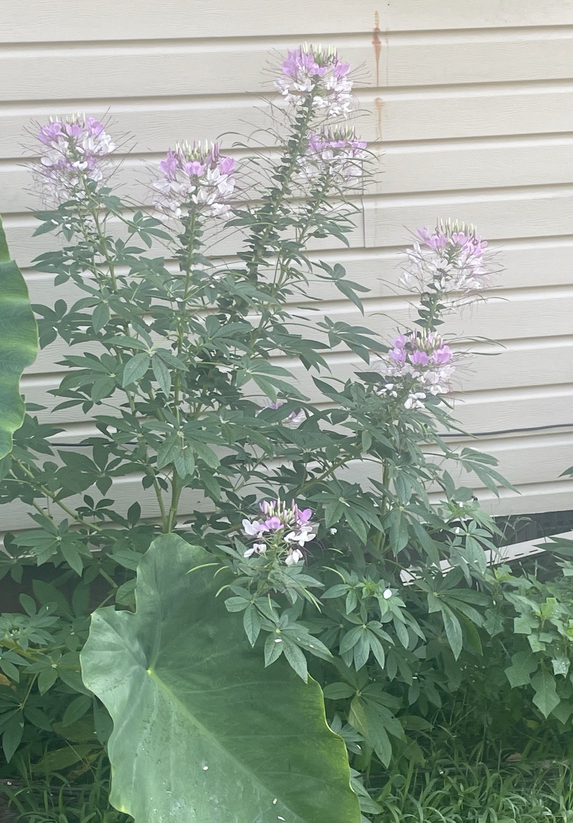 Cleome – Purple 50x seeds 🌱