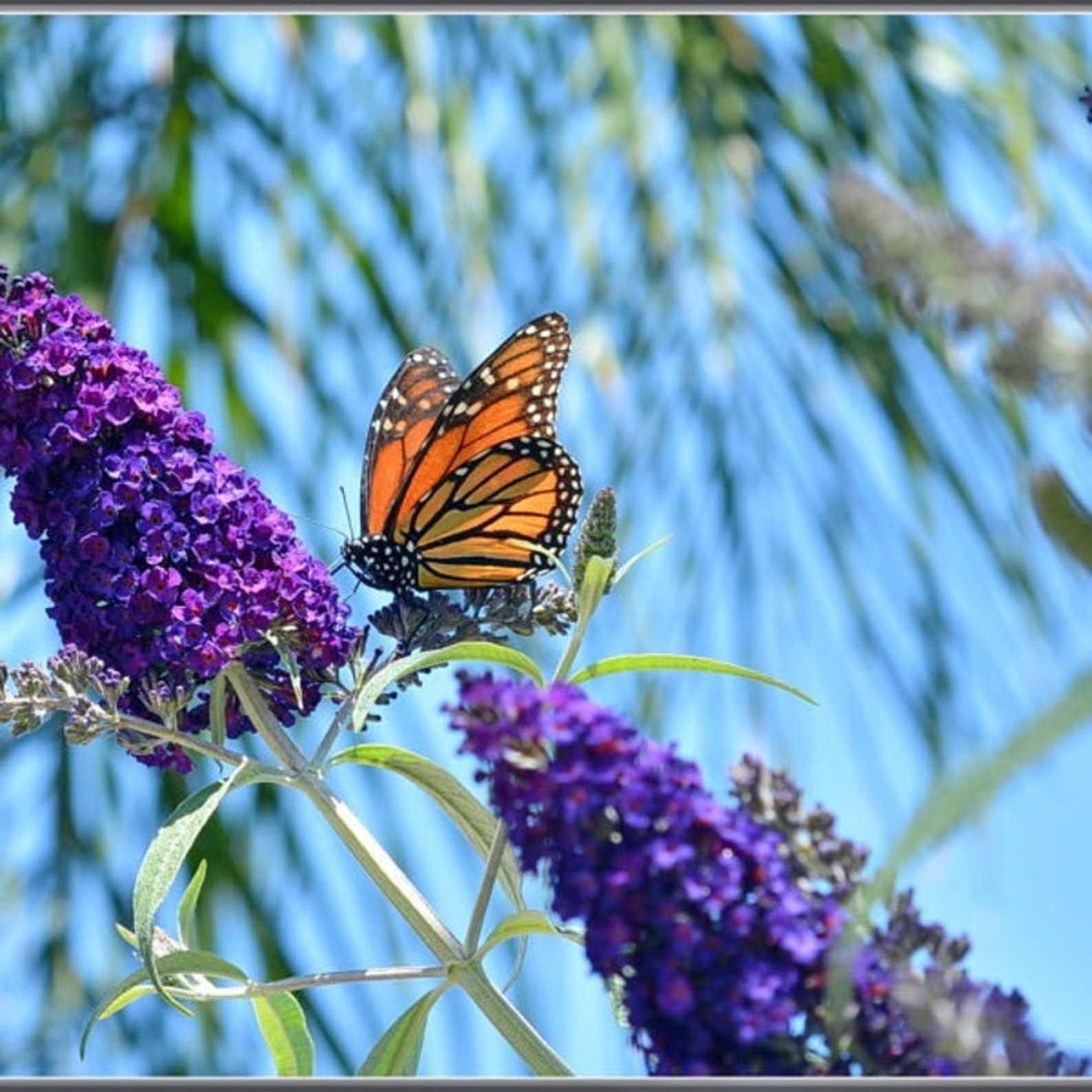 Buddleja Davidii Buzz (Butterfly Bush) Live Plant, Healthy Fully Root