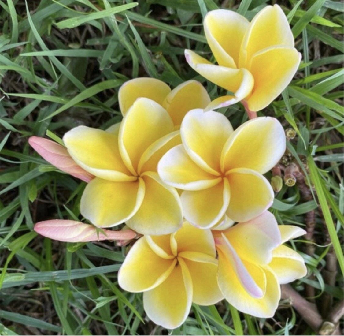 ROOTED PLUMERIA PLANT HAWAII CUTTING ~ NEBELS GOLD ~ 17″ WITH 2 TIPS