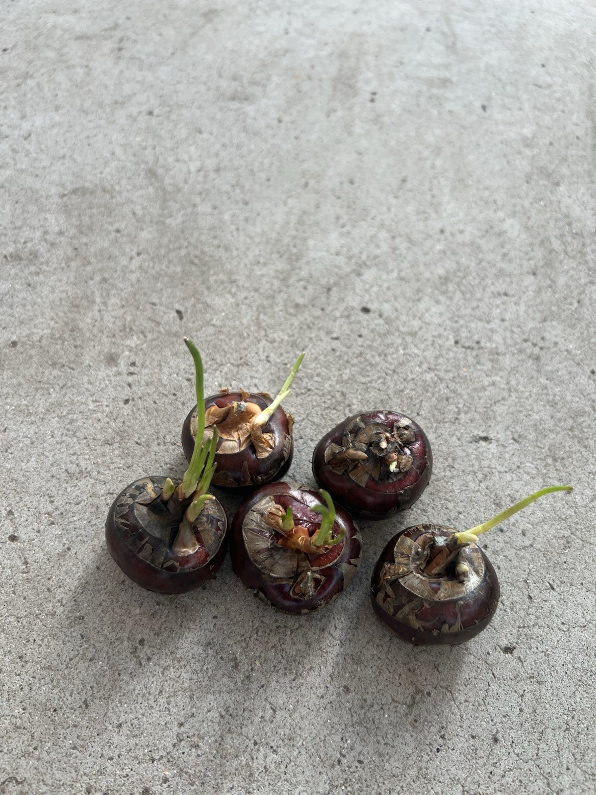 5Pcs Sprouted Water Chestnut Eleocharis Dulcis Ready To Plant