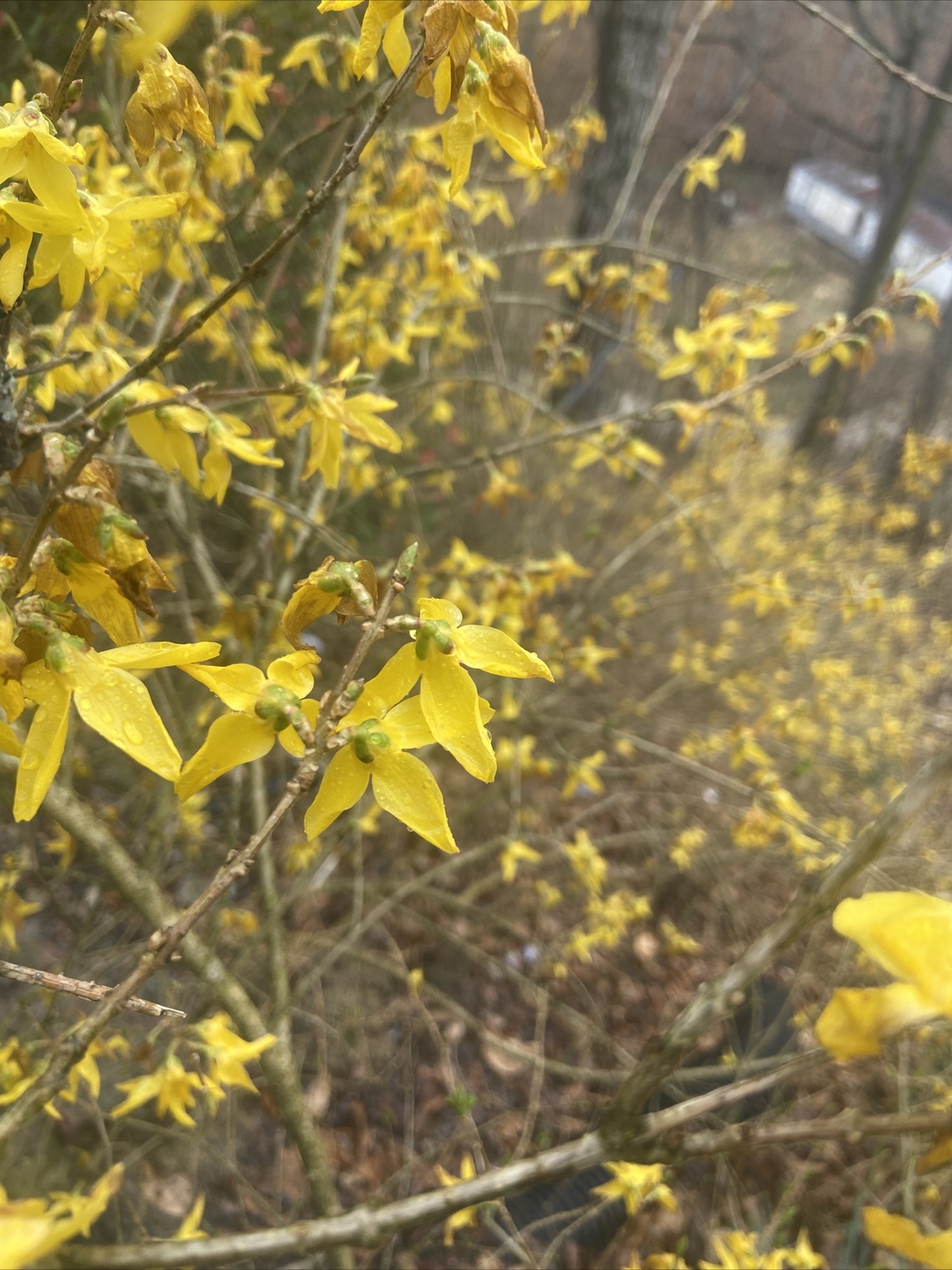 Native perennial Forsythia 15 unrooted cuttings, edible, and medicinal plant