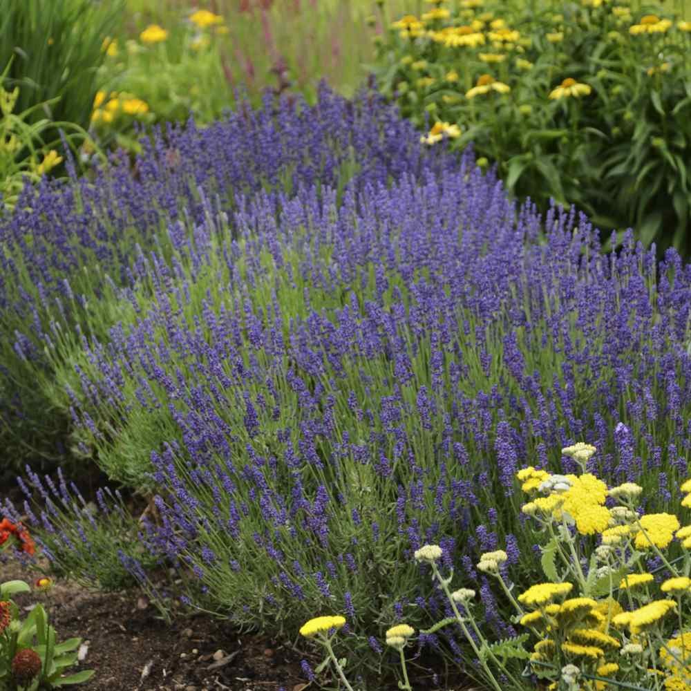 1000 Seeds Lavender Hidcote Drought Tolerant Herb Garden Plants For Xeriscaping