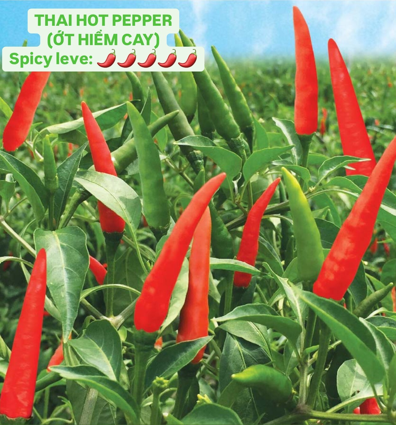 THAI HOT CHILI SEEDS, ỚT HIỂM (20 pcs) | Hight Germination Rate |