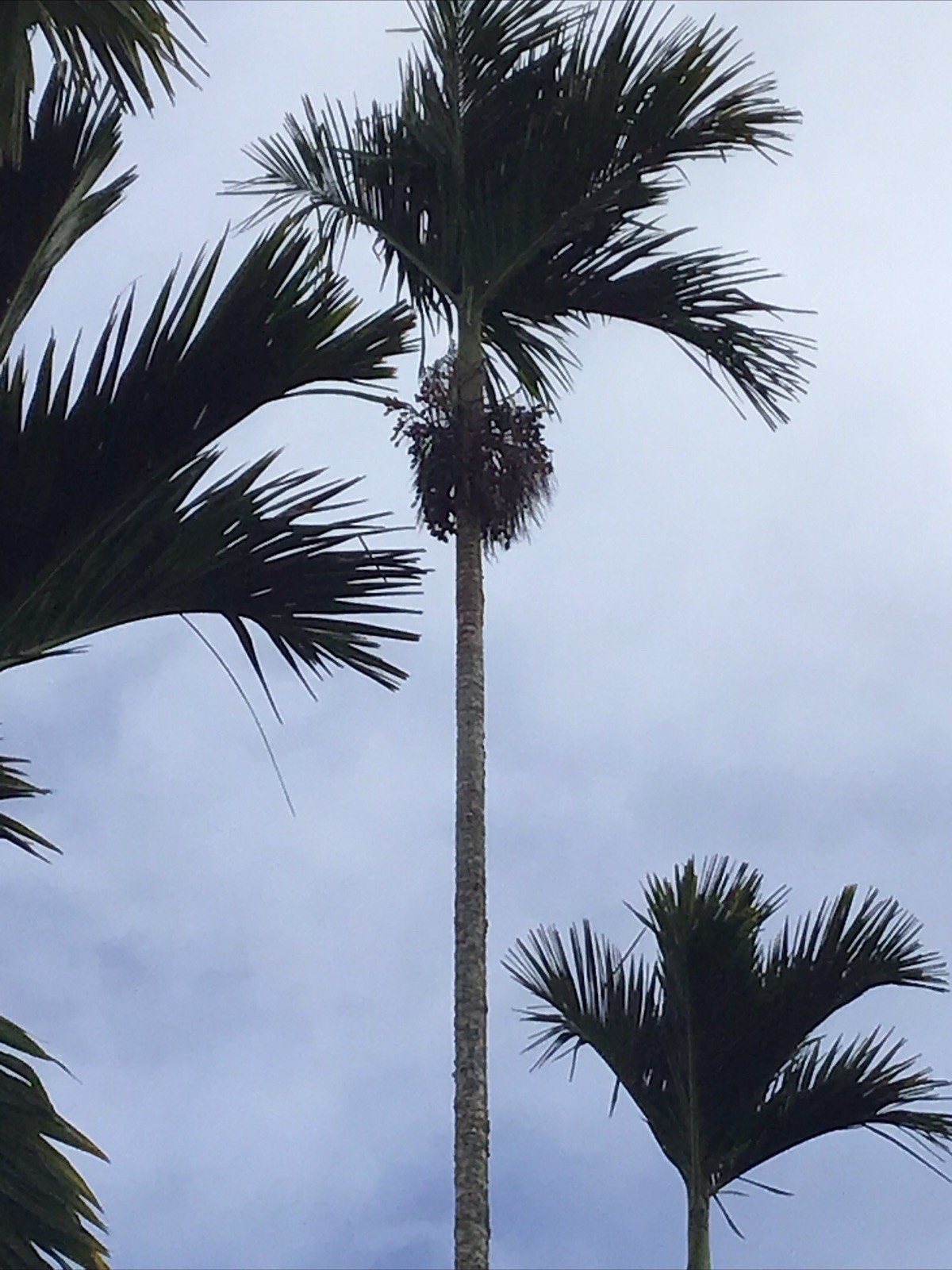 Organic Betelnut Palm Start 12-24” Live Plant Bare Root No Soil Hawaii Grown