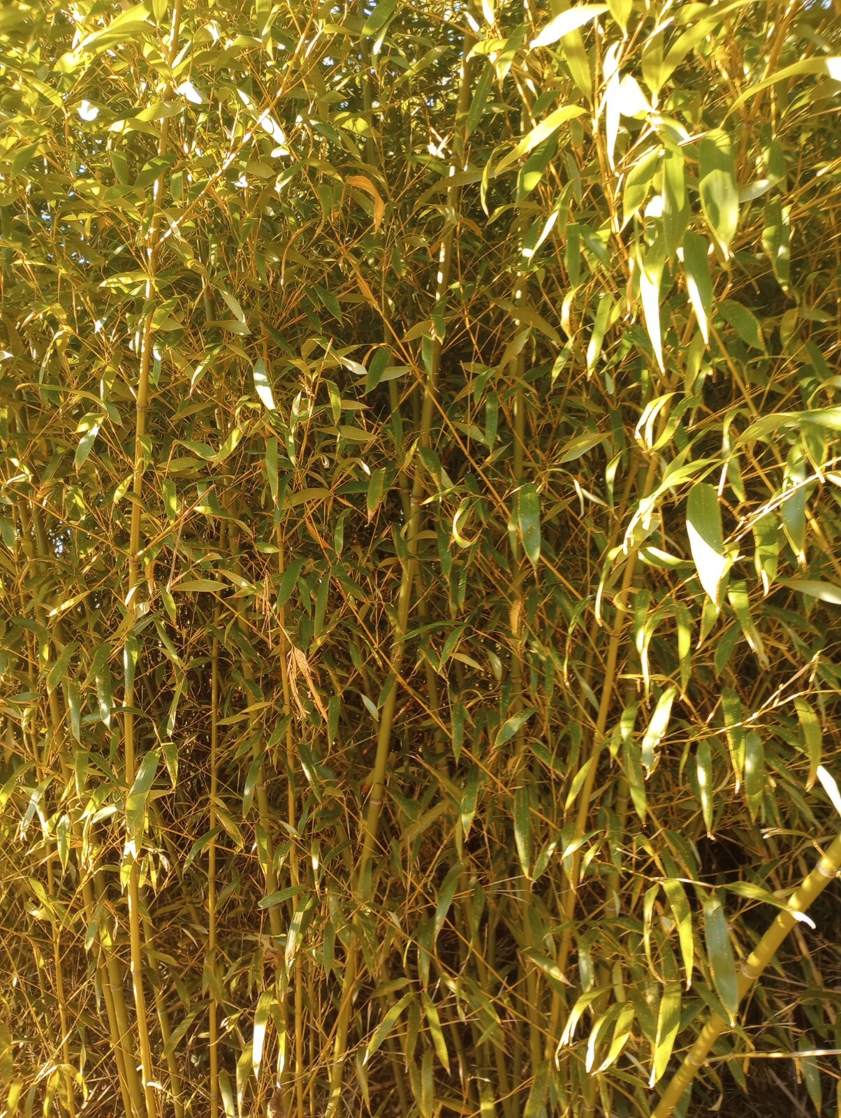1 Bamboo Plant Live 3″ Vivax Starter Planting Now All Season Fast Tall Timber