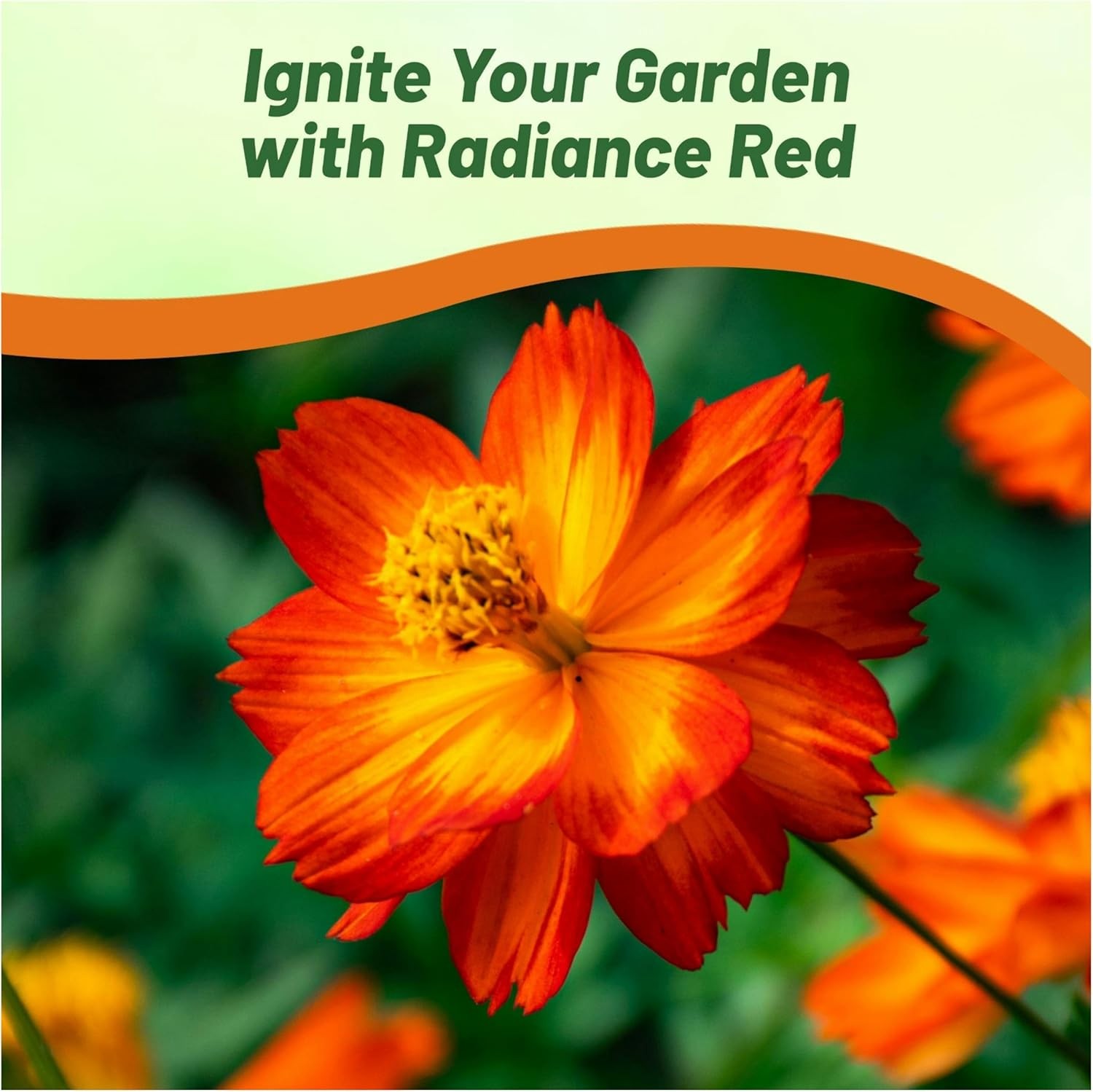 2000 Seeds Sulfur Drought Tolerant Cosmos Red Garden Flower Plant Seed