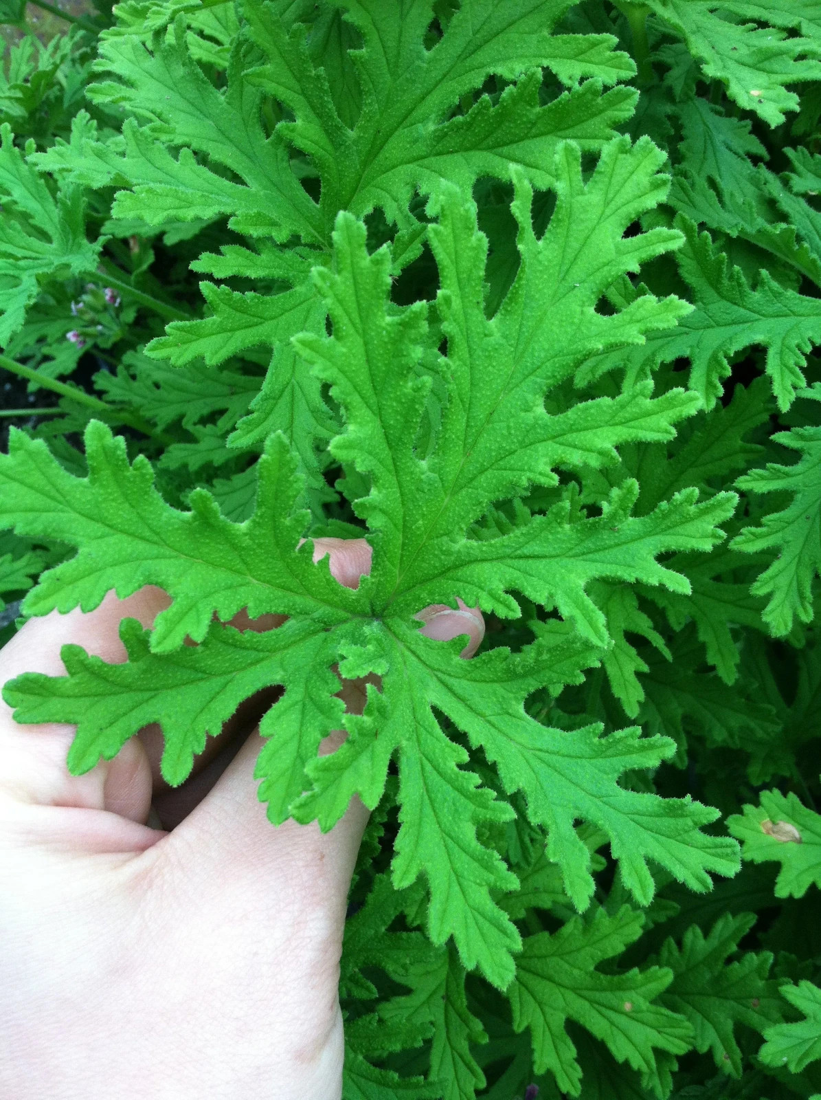 4 – MOSQUITO PLANTS (Citronella Scented Geranium) (4) 2 inch pots with Free Ship