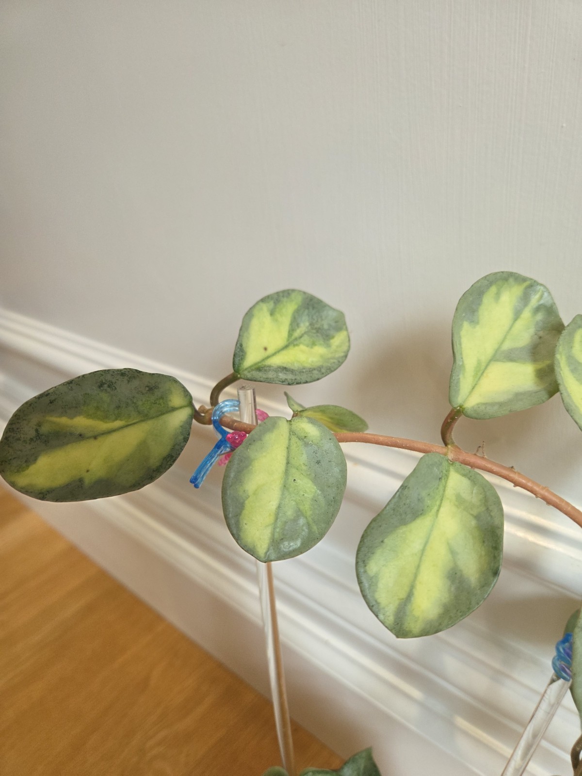 Hoya Argentea Princess fully established plant