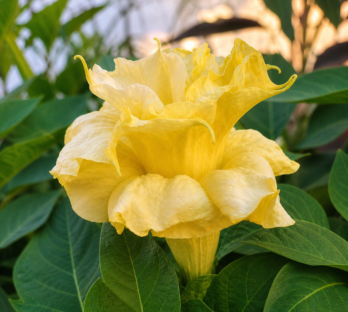 Yellow Datura metel ‘Fastuosa’ – Fragrant Trumpet seeds