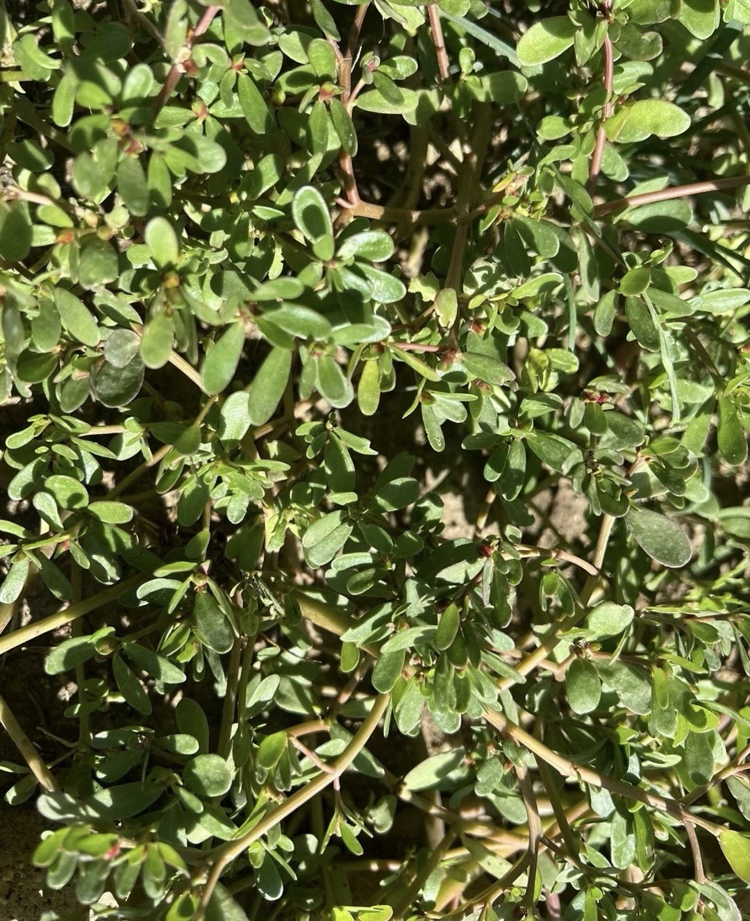2000+ Golden Purslane Seeds (Portulaca sativa)–2025 Harvest–Rich in Omega-3