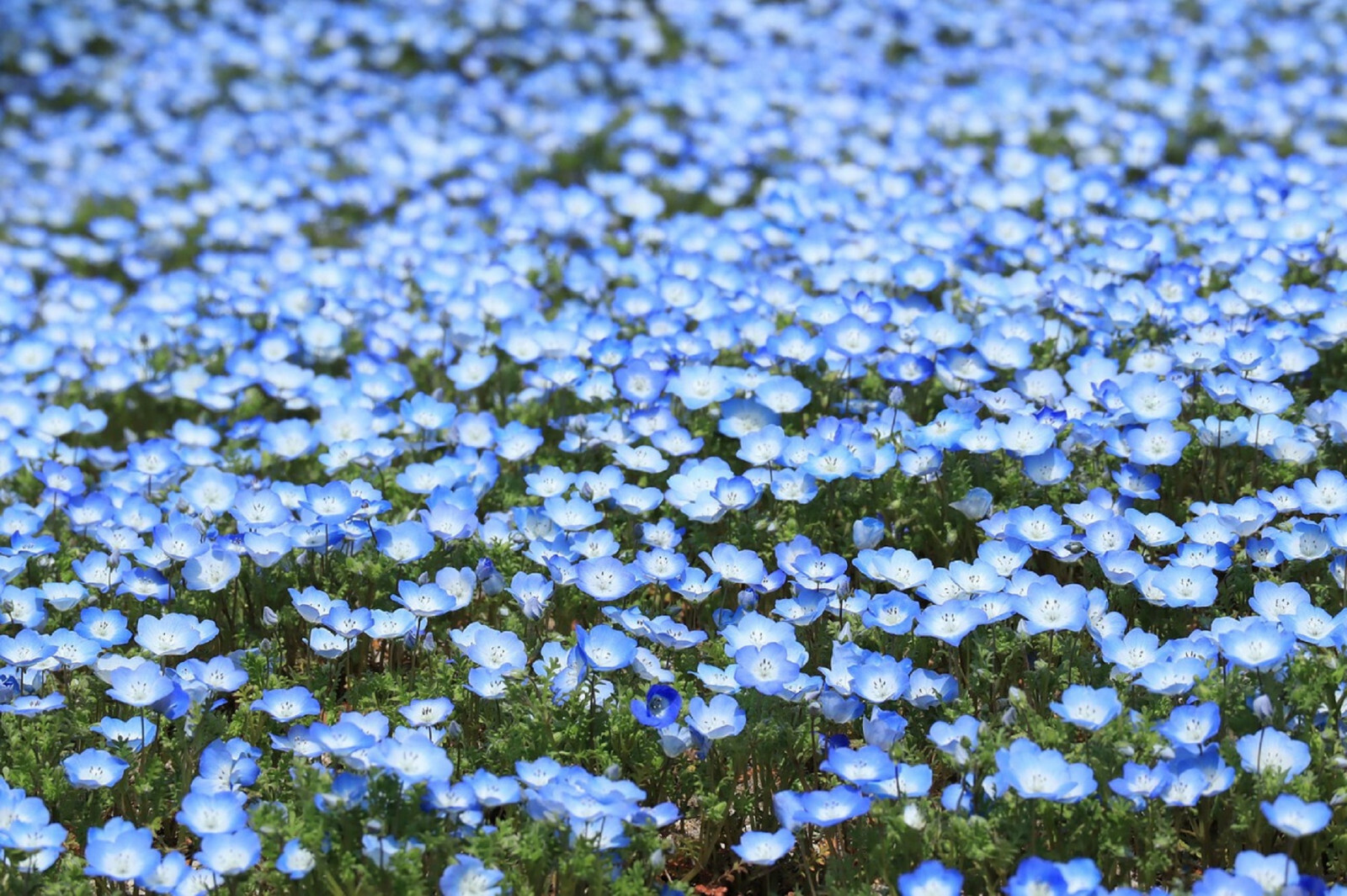 250 Baby Blue Eyes Seeds (Nemophila Menziesii) | LOW GROUND COVER FLOWERS, BLUE