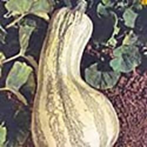 Green Striped Cushaw Pumpkins Seeds (((25 Seed Packet))) (More Heirloom, Organic