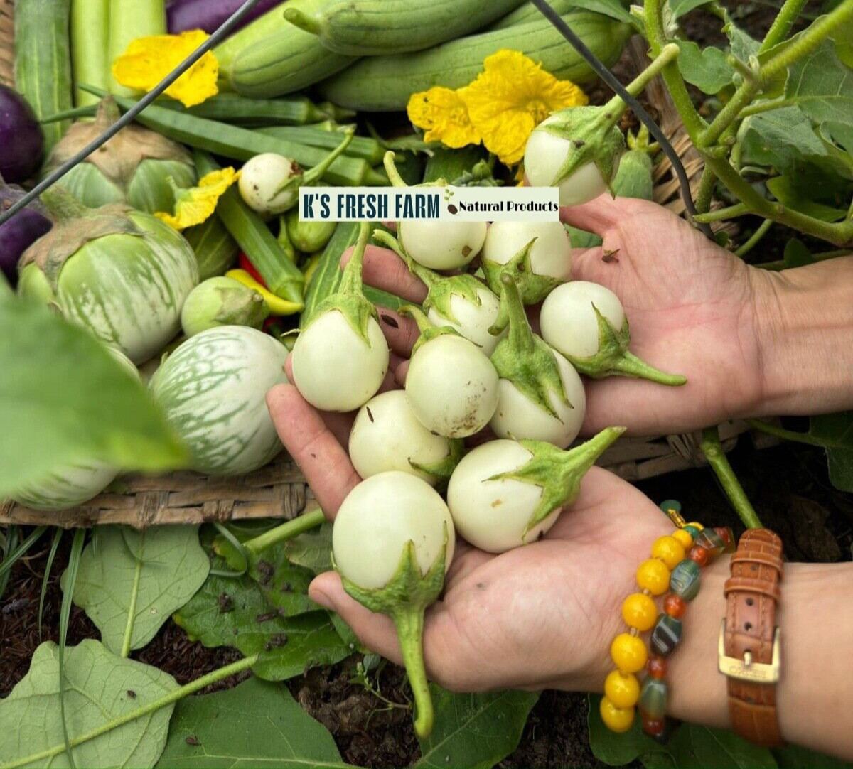 100+PCS WHITE ROUND EGGPLANT SEEDS, CÀ PHÁO TRẮNG