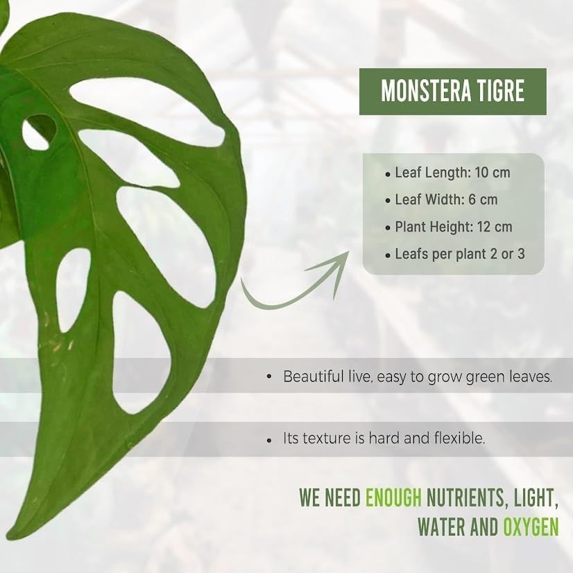 Monstera Tigre by LEAL PLANTS ECUADOR | Swiss Cheese Plant | Natural Décor Plant