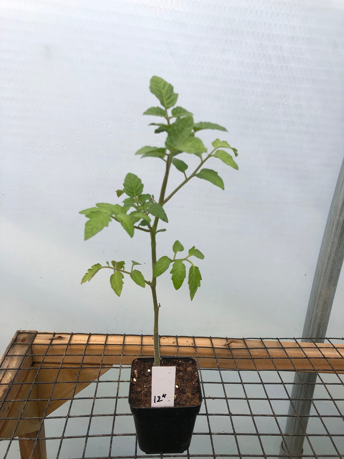 Tomato Live Plant – Seedlings/Plugs and Plants – 3″- 12″ tall – 30-60+ days old