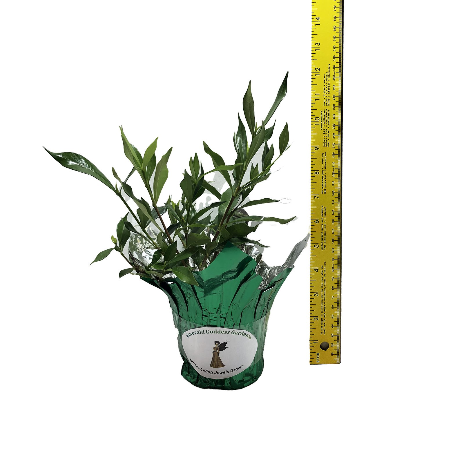 Frostproof Gardenia Plant Fragrant Double White Flowers Spring Summer Bloomer