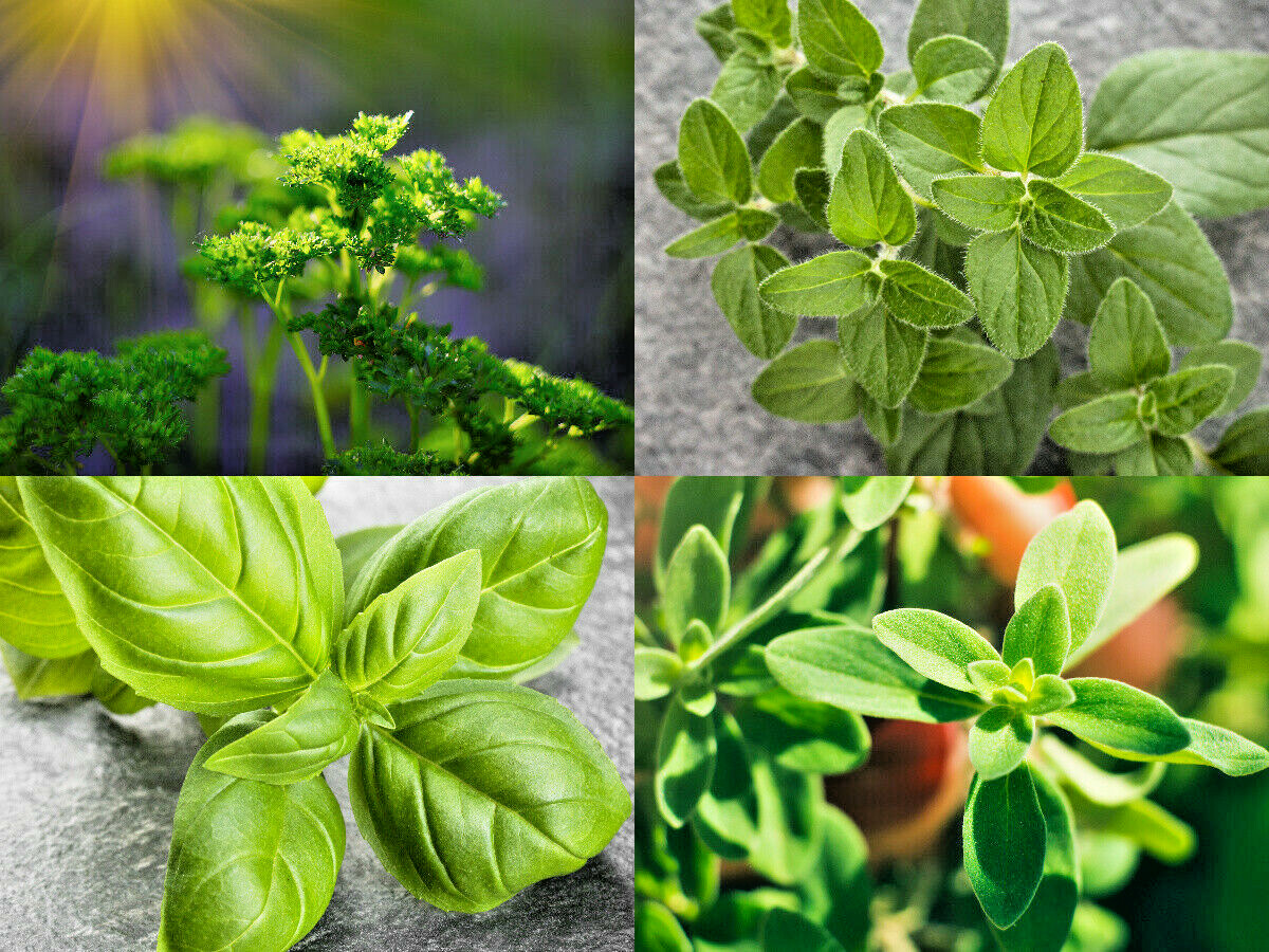 Culinary Herb Seeds Survival Kit or Grow Indoors: Basil Parsley Oregano Marjoram