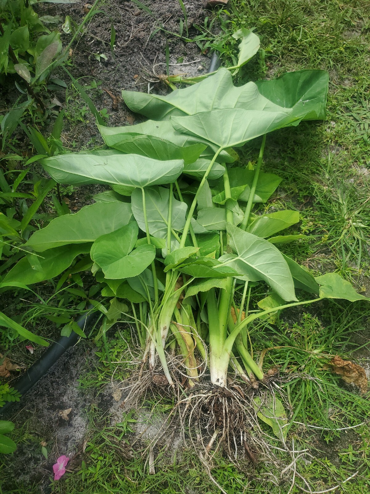 5 Elephant Ear Live Plants Tropical Alocasia Colocasia