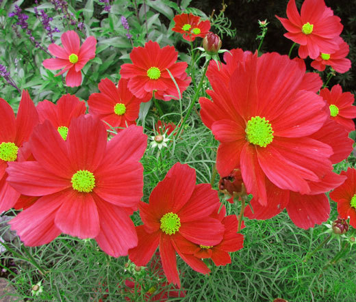 COSMOS DAZZLER Cosmos Bipinnatus – 500 Bulk Seeds