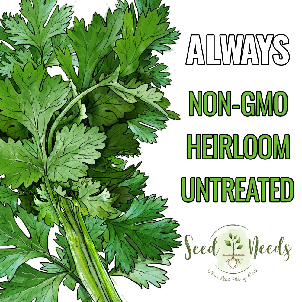 Cilantro Herb Seeds For Planting (Coriandrum sativum)