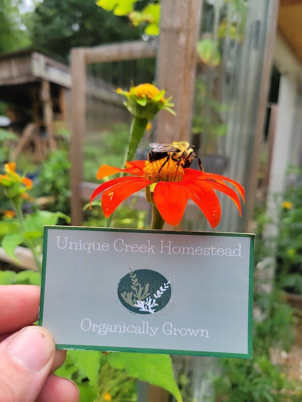 MEXICAN SUNFLOWER Seeds Bees Butterflies Hummingbirds LOVE THEM! Pollinators