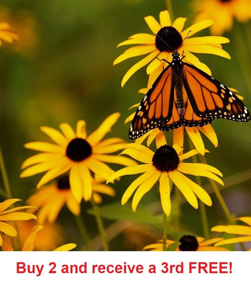 32,000+ Black Eye Susan Seeds Rudbeckia