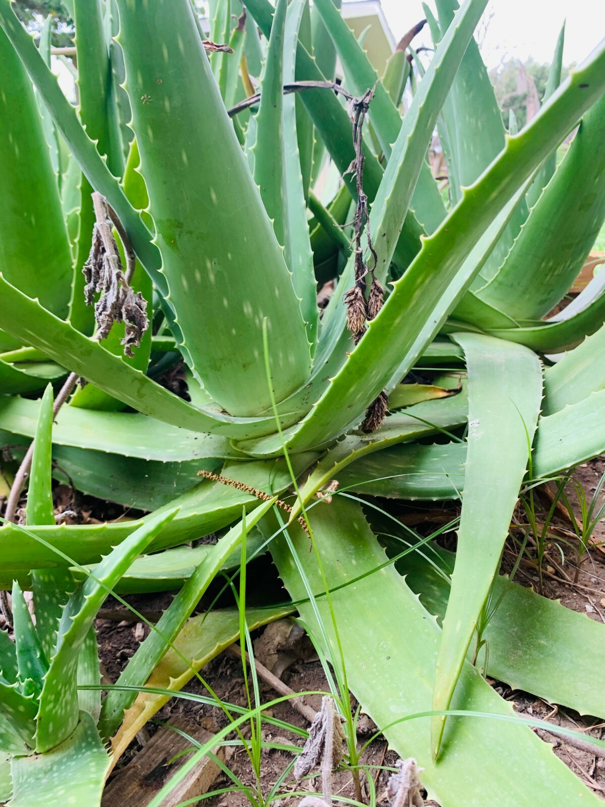 LARGE 14 to 18 inch ALOE VERA PLANT ORGANIC MEDICINAL CACTUS SUCCULENT