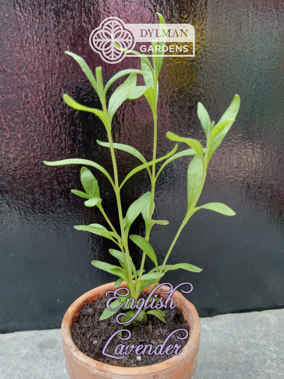 English Lavender Plant (Lavandula angustifolia) – Live Herb – Multiple Sizes