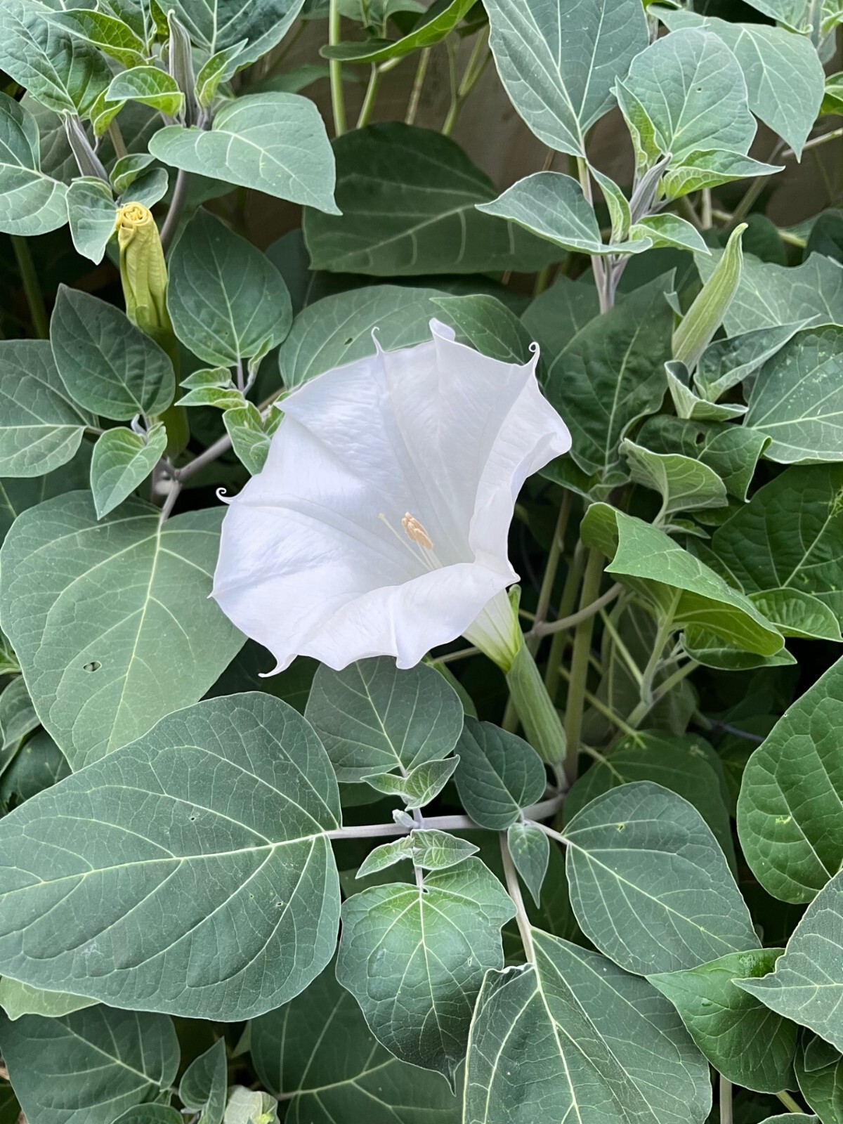 Moonflower 50+ Seeds WHITE Fragrant Bush Organic Moon flower Datura Trumpet