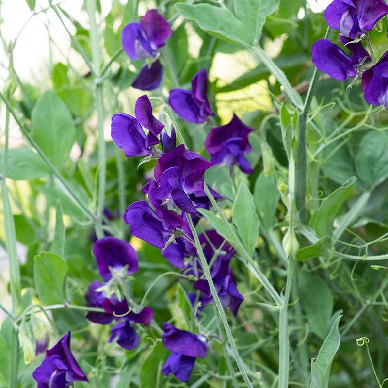 300+ Perennial Sweet Pea Flower Seed for Planting Outdoors-Non-GMO Mixed