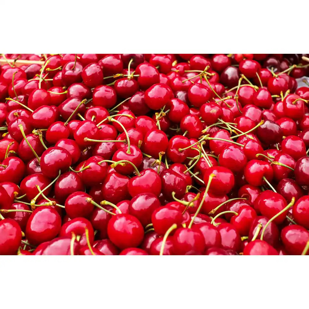 4-In-1 Cherry Jubilee Tree Bare Root