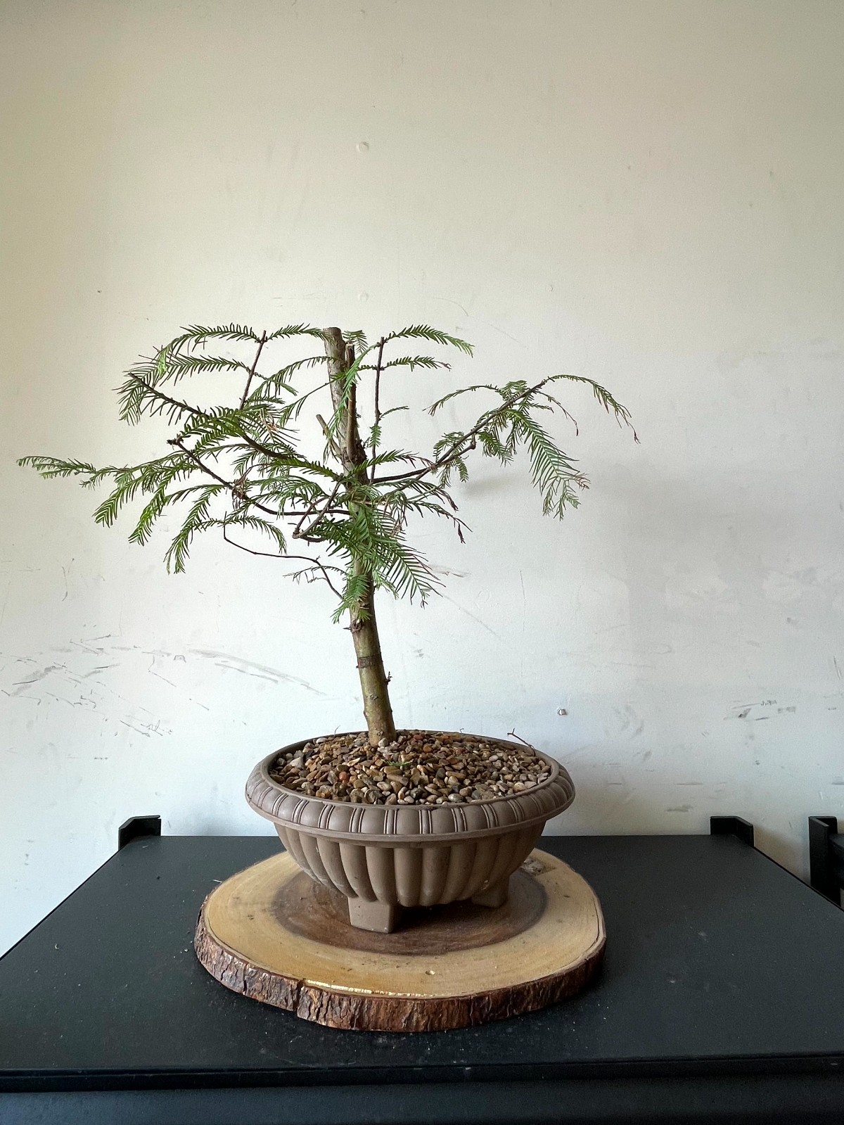 AWESOME! Fantastic Dawn Redwood Pre-Bonsai, 18 Years, GREAT TRUNK