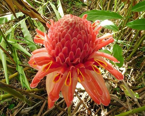 Etlingera elatior | Rose | Torch Lily | Ginger or Wax Flower | 10 Seeds