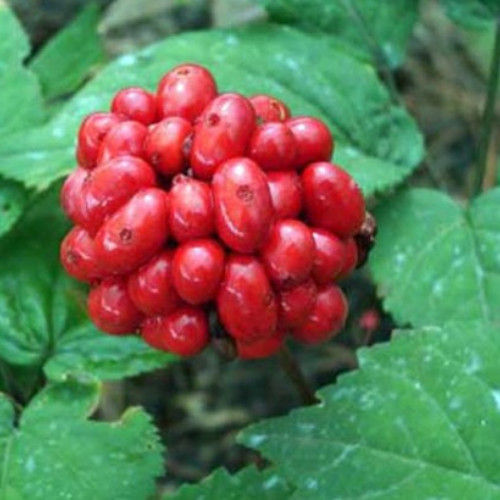 1 LB Stratified American Ginseng Seed Grow your own Wild Ginseng, Ready to Plant