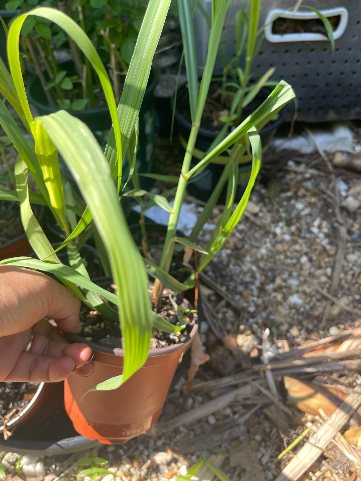 1 pot Yellow / red Sugar Cane Rooted Plants Juicing Chewing Sugarcane Organic